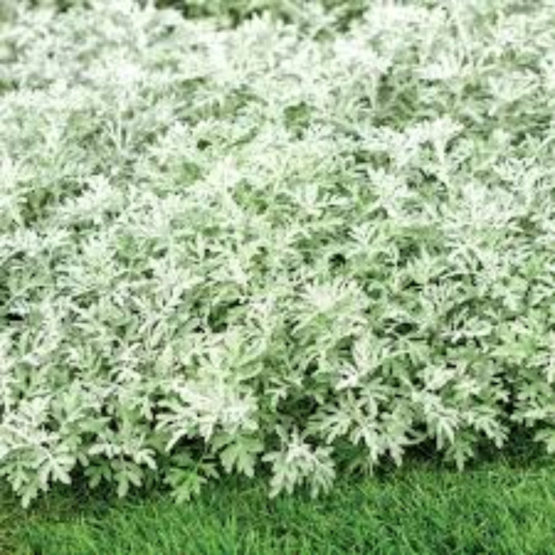 Artemisia 'Silver Bullet' PW – evergreen