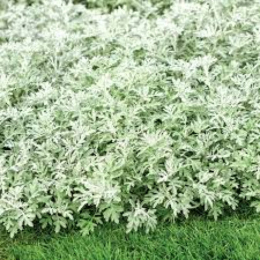 Artemisia 'Silver Bullet' PW – evergreen