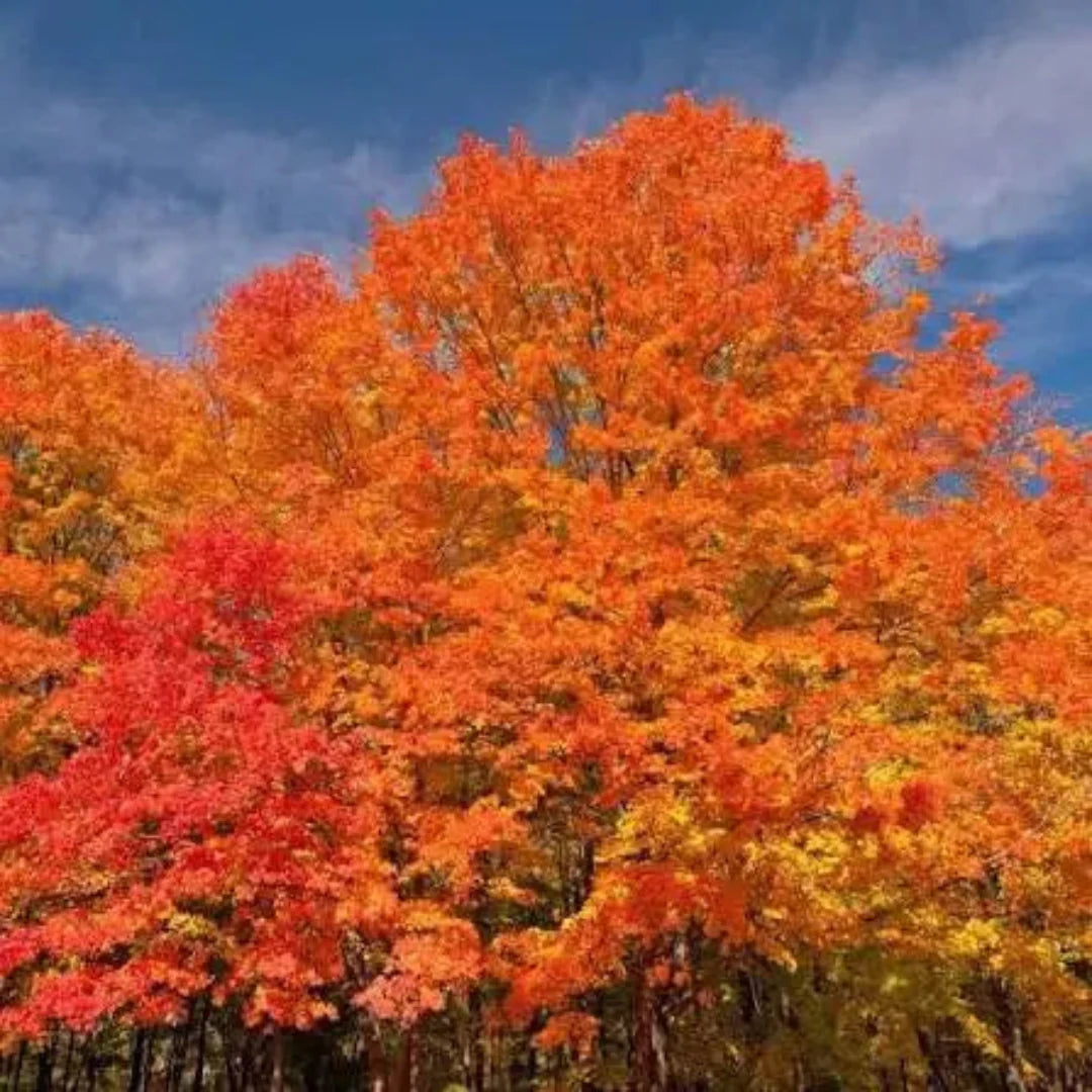 October Celebration Maple
