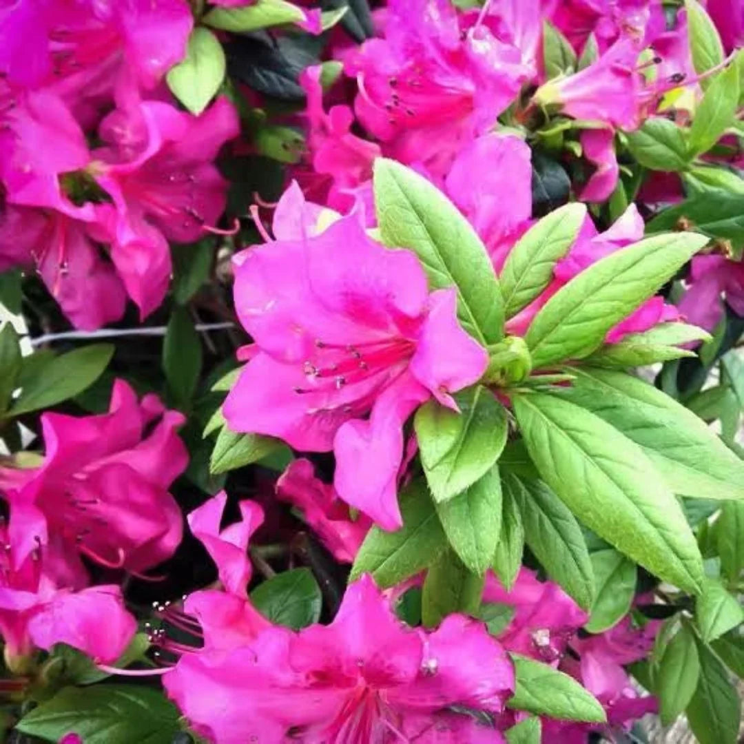 Reblooming Purple Azalea