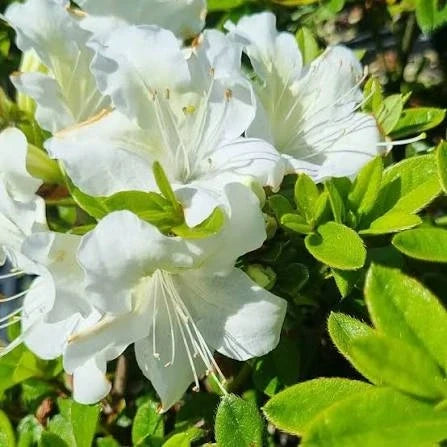 White Azalea White Blooming Azalea – Evergreen Flowering Shrub