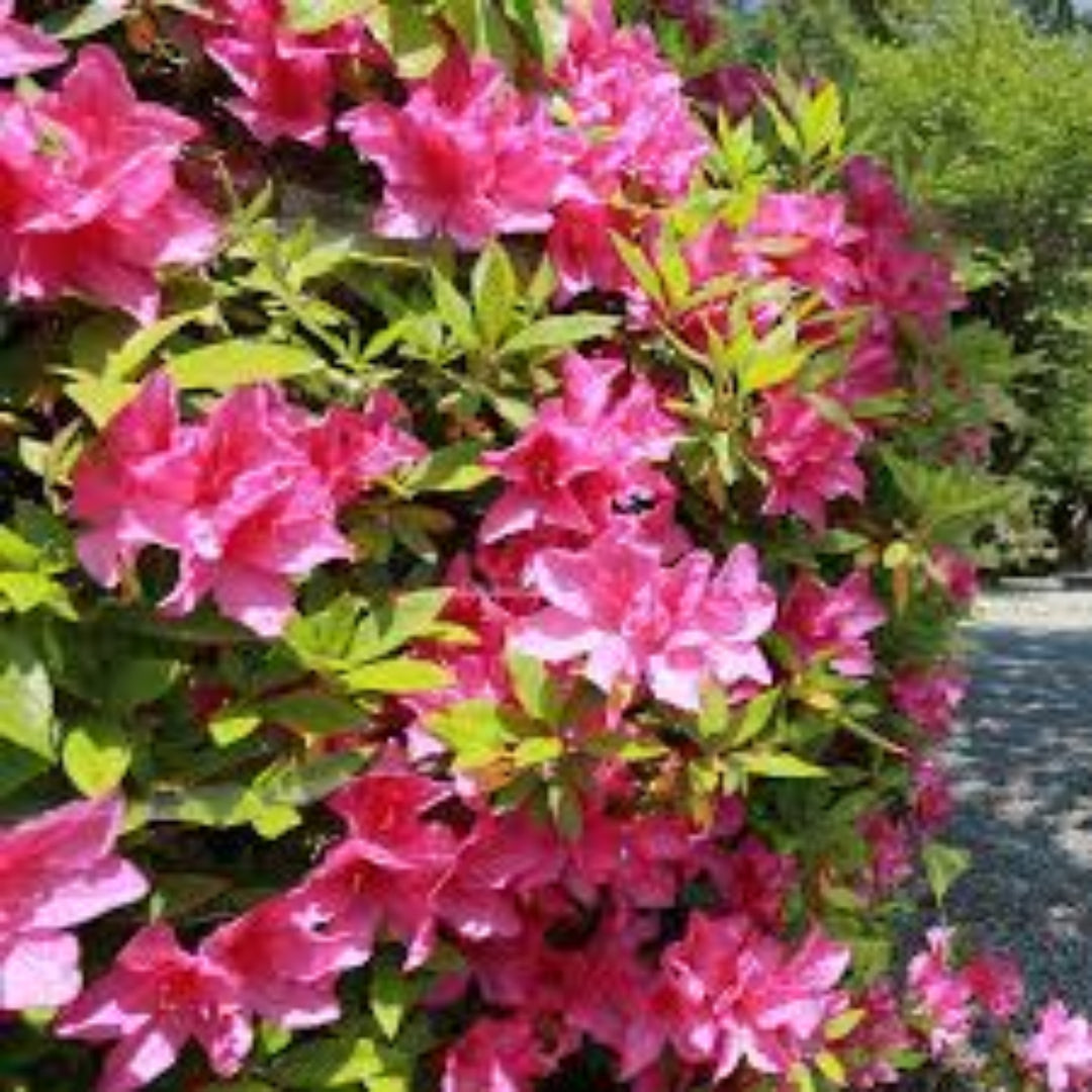 homeandgardensforless.com