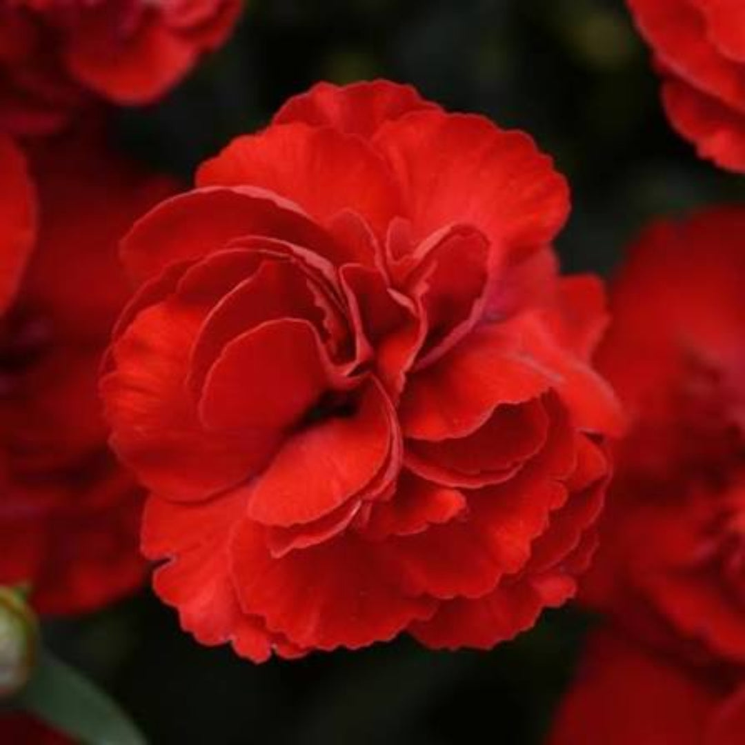 Dianthus Caryophyllus 'Supertrouper Butterfly Dark Red' 10 count flat of 4" pots