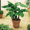 Banana Plant/Elephant Ear