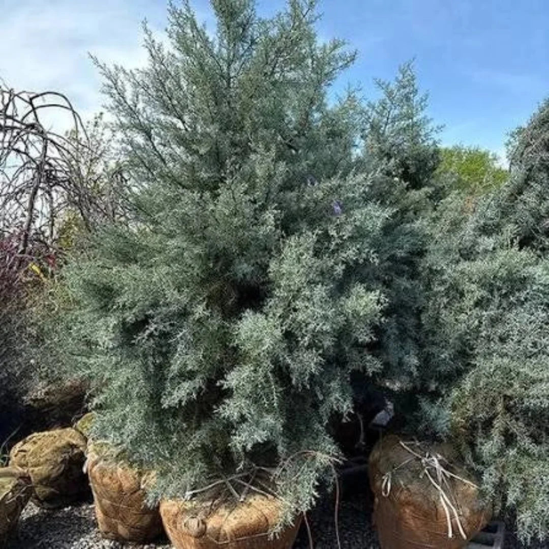 Mature Blue Ice Arizona Cypress tree at full height in landscape setting