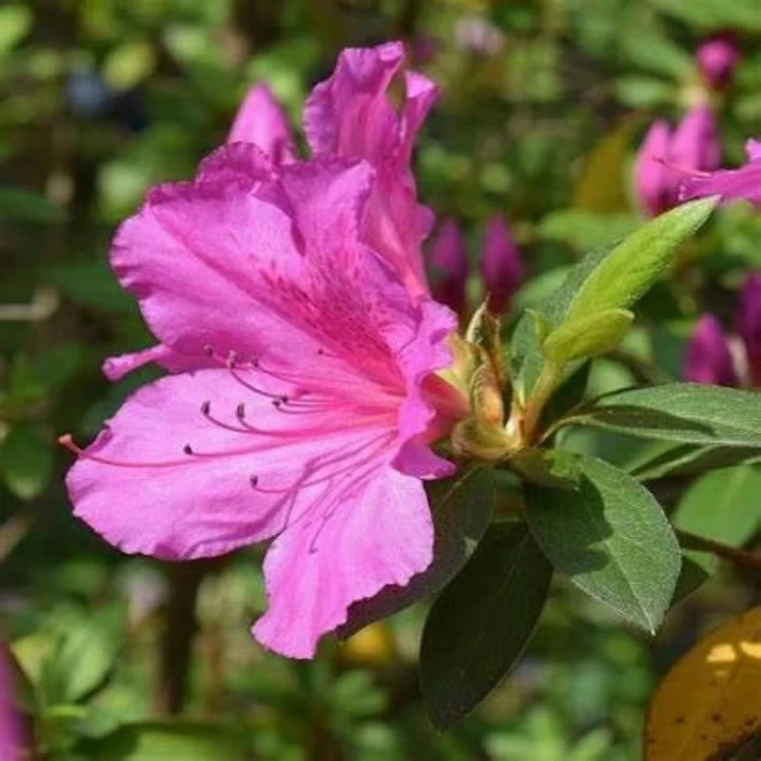 Reblooming Purple Azalea