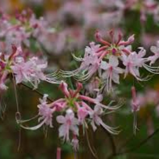 Spring blooming Camilla’s Blush rhododendron with fragrant pink flowers