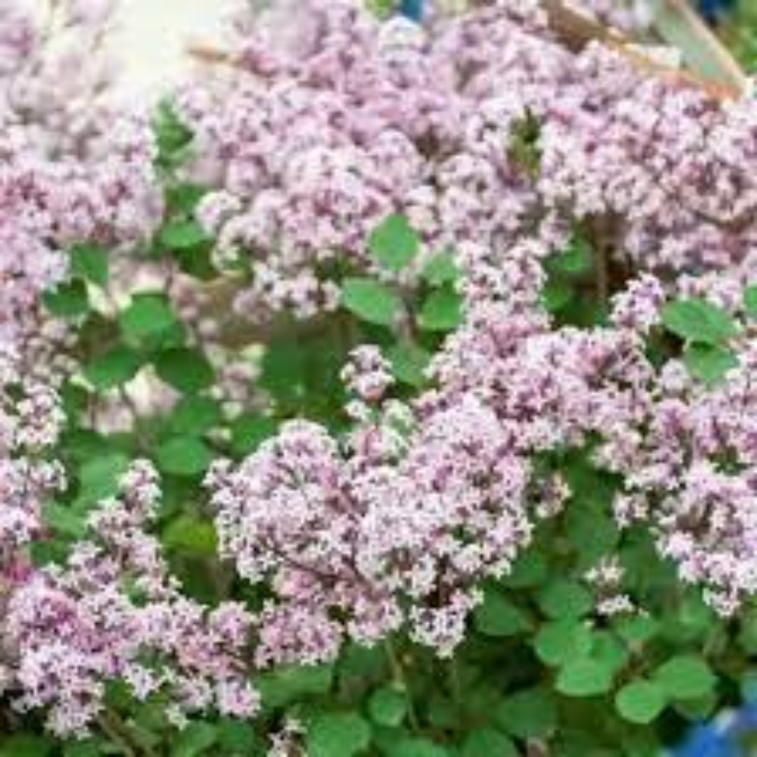 Disease resistant Red Pixie Lilac shrub with vibrant purple flowers in bloom