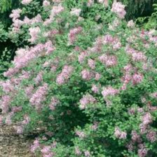 Compact Red Pixie Lilac plant showing reblooming flowers and healthy green foliage