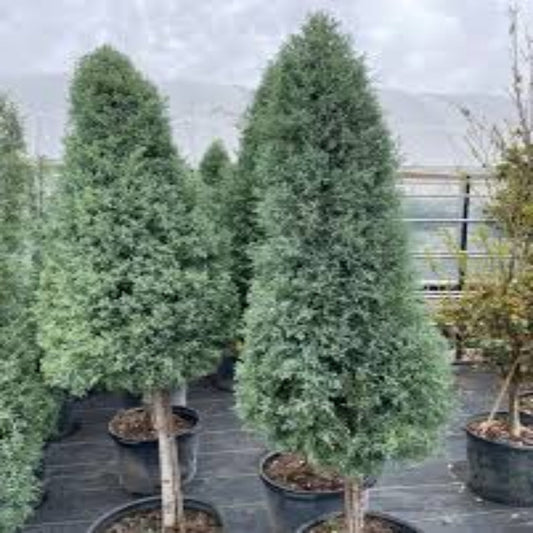 Blue evergreen Arizona Sapphire Cypress Tree close up foliage view