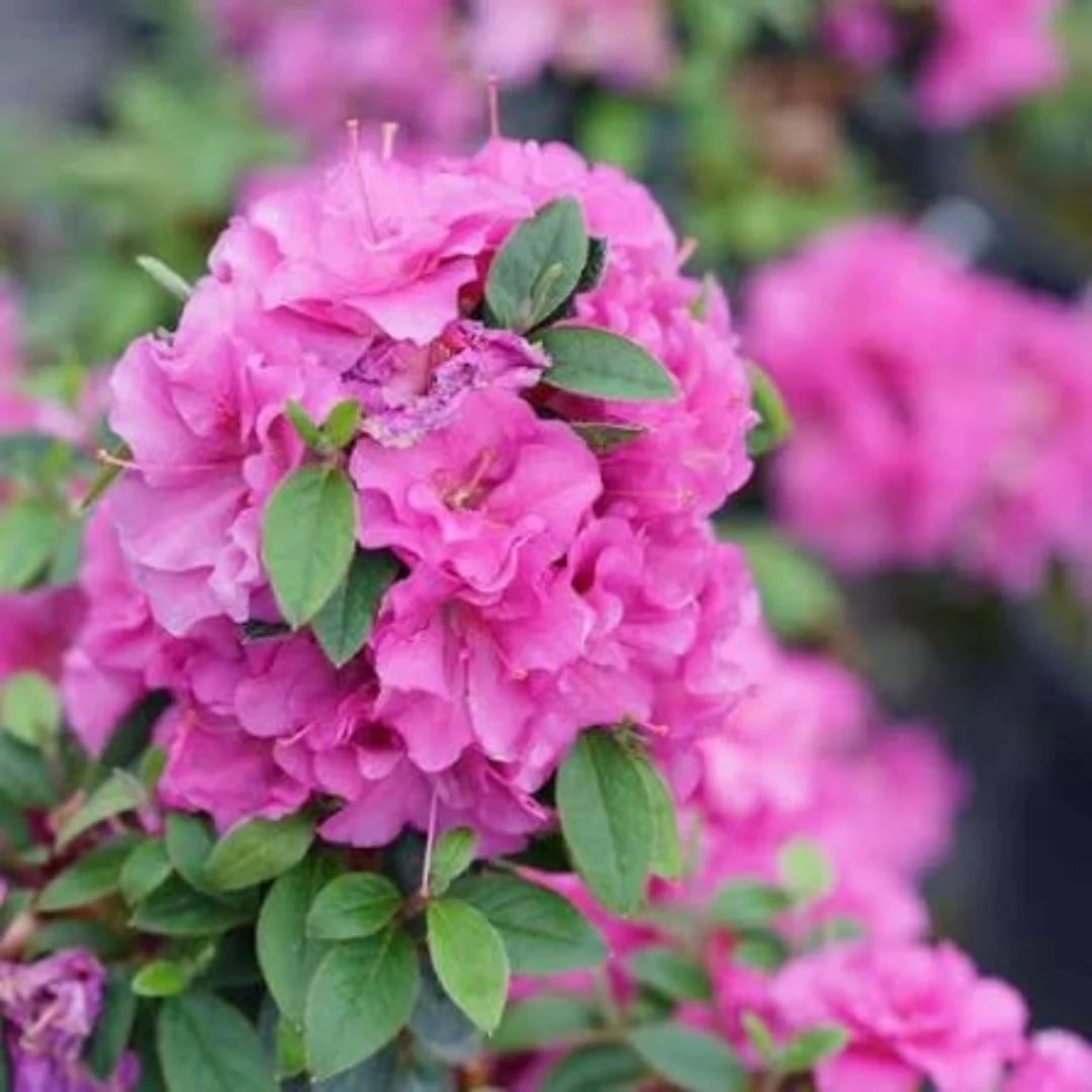 Reblooming Purple Azalea