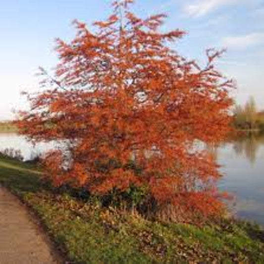 Fully grown Bald Cypress tree showing airy foliage and distinctive feathered leaf texture