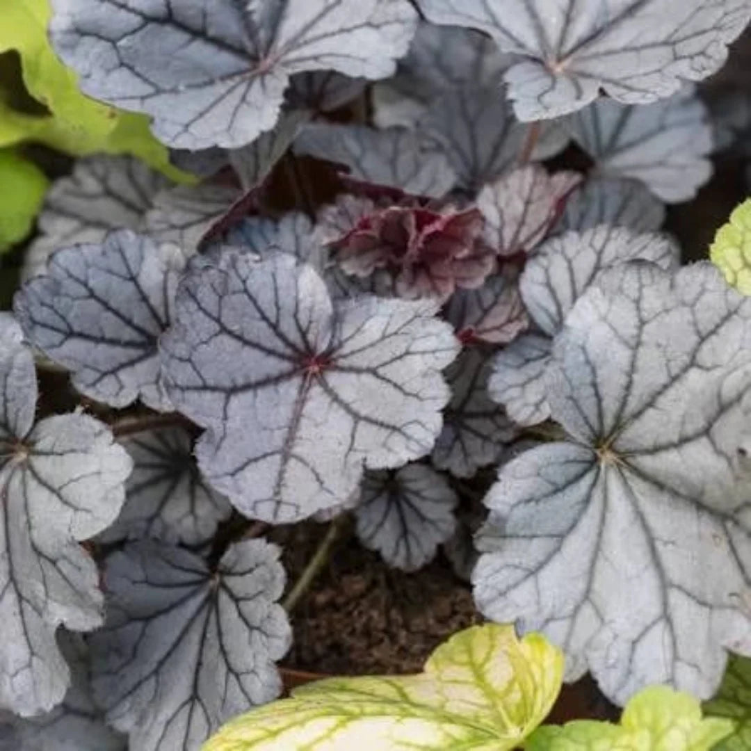 Heuchera 'Indian Summer Huckleberry'