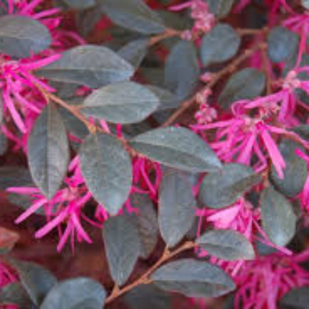 Compact Ruby Loropetalum plant in landscape