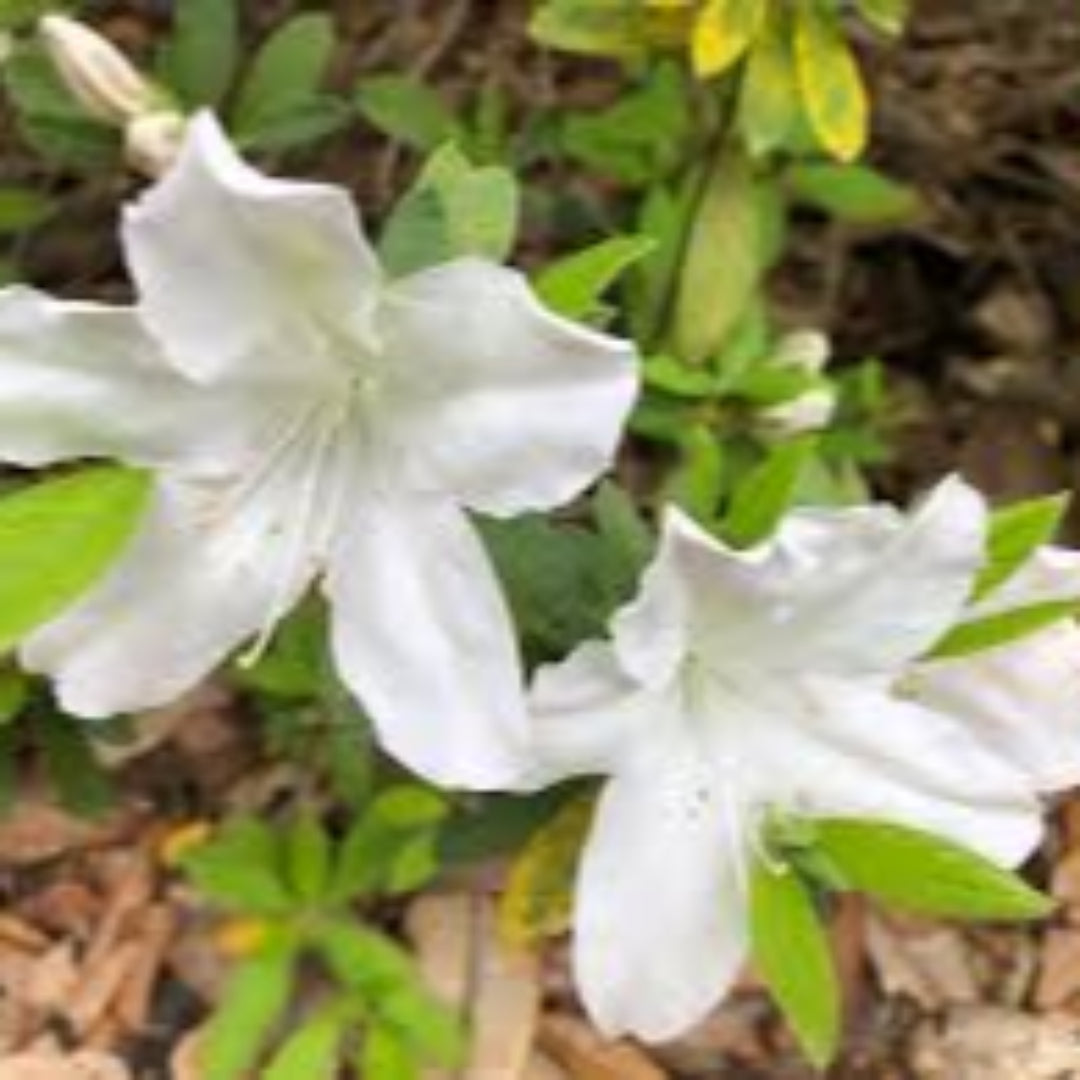 White blooming GG Gerbing azalea growing as an evergreen landscape shrub