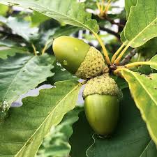 Chinkapin Oak
