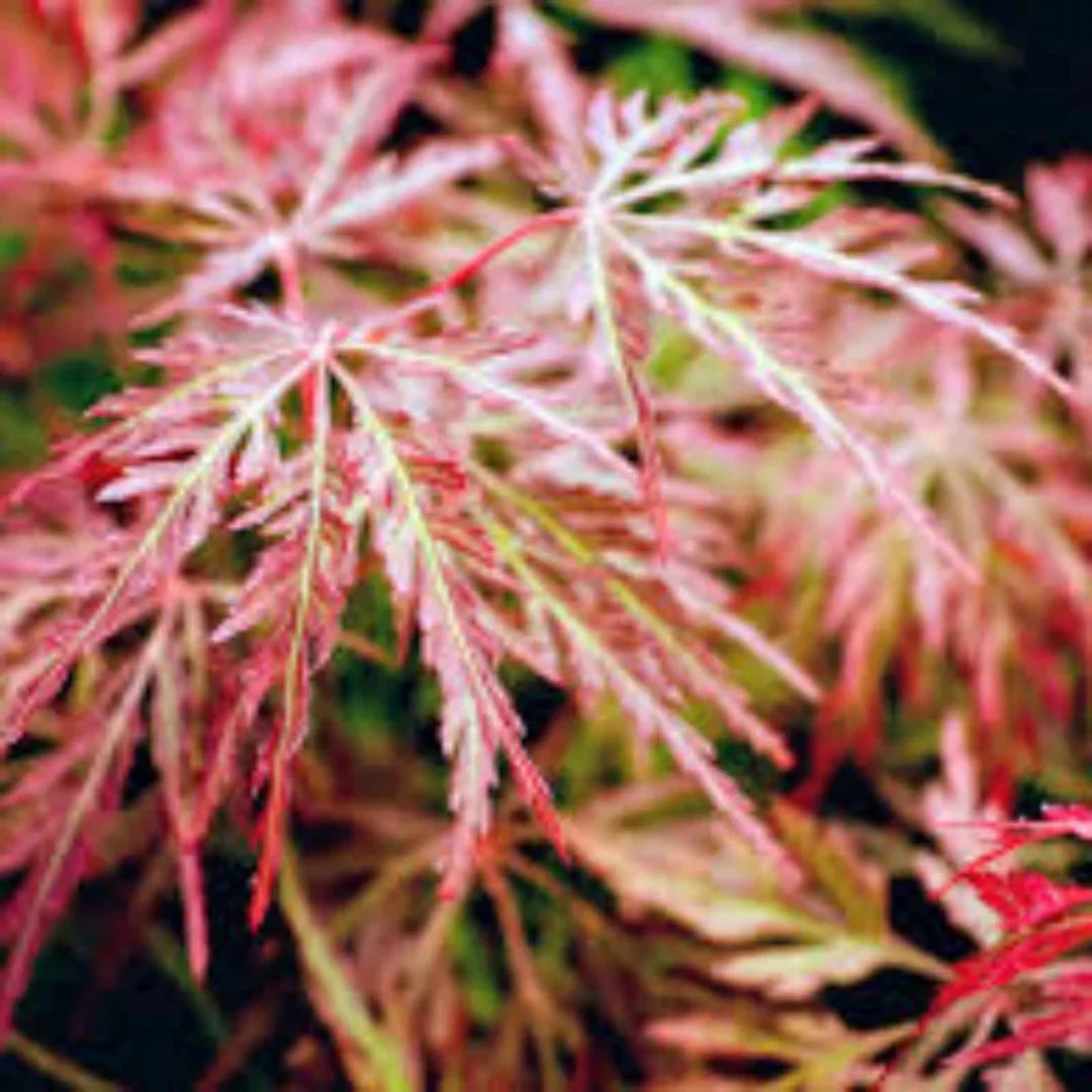 Orangeola Japanese Maple tree planted in Brilliant Orange-Red Foliage