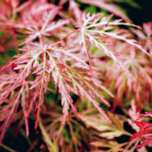 Orangeola Japanese Maple tree planted in Brilliant Orange-Red Foliage