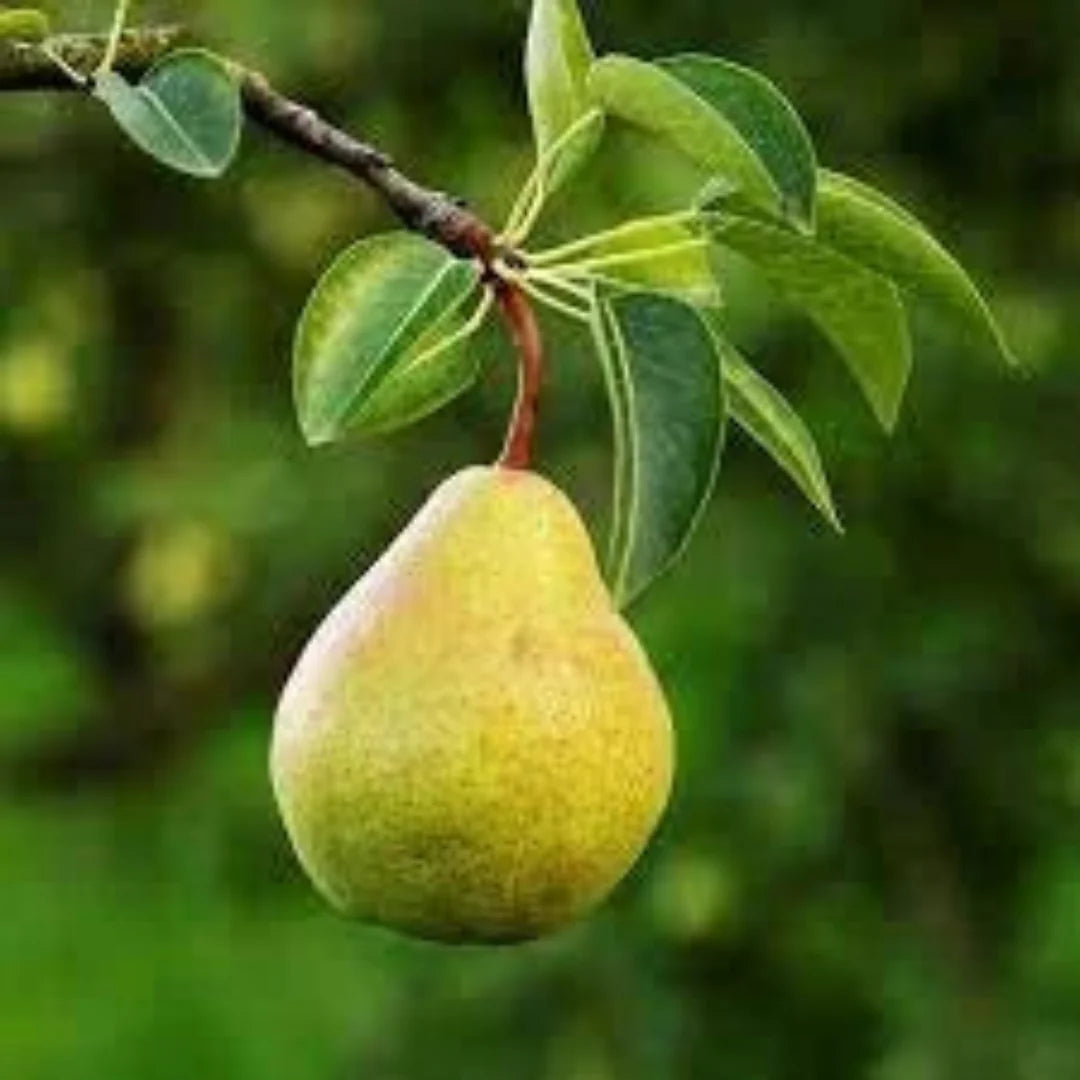 4-in-1 Pear Cocktail Tree