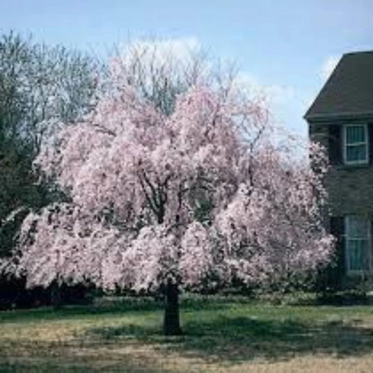 Mature Weeping Pink Cherry tree with cascading branches and heavy blossoms