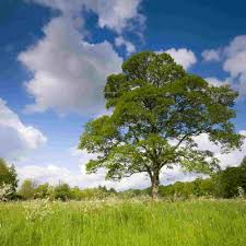 American Sycamore Tree – Large Shade Tree with Camouflage Bark