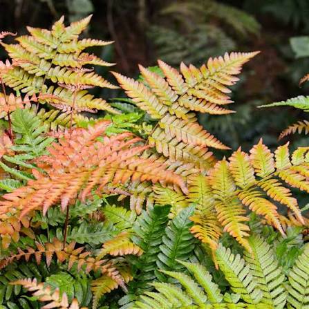 Autumn Fern – Coppery New Fronds, Glossy Green Shade Fern (Dryopteris erythrosora)