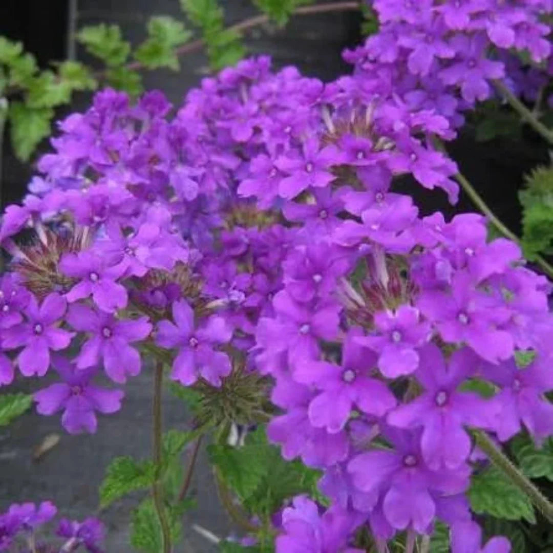 Homestead Purple Verbena hanging basket