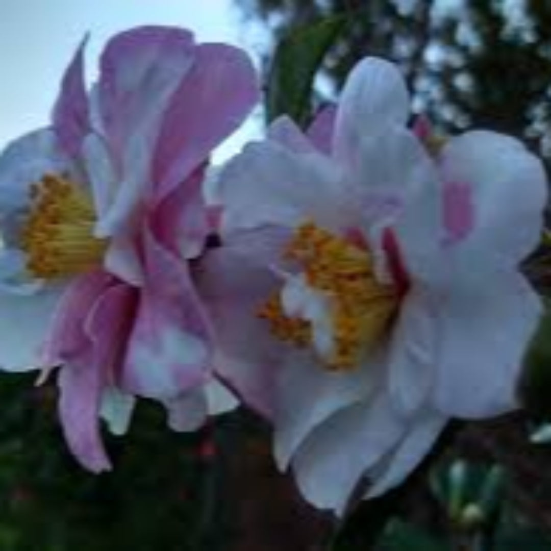 homeandgardensforless.com