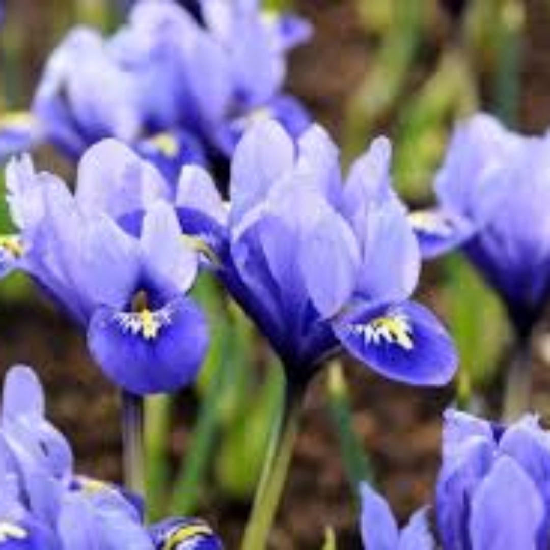 homeandgardensforless.com