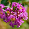 Crape Myrtle