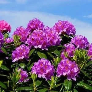 Reblooming Purple Azalea
