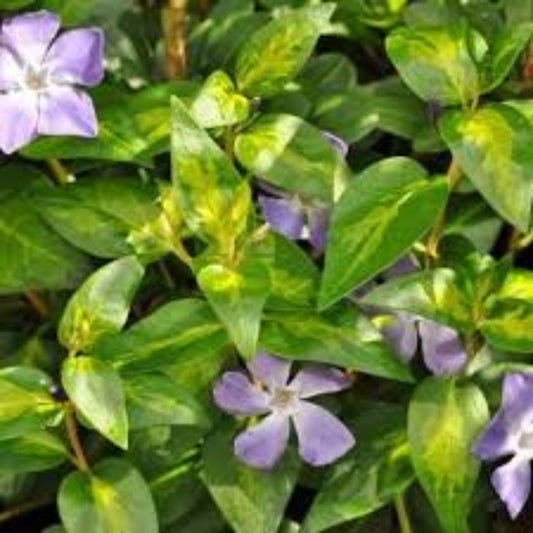 Vinca major 'Maculata' - 4"R – evergreen shrub