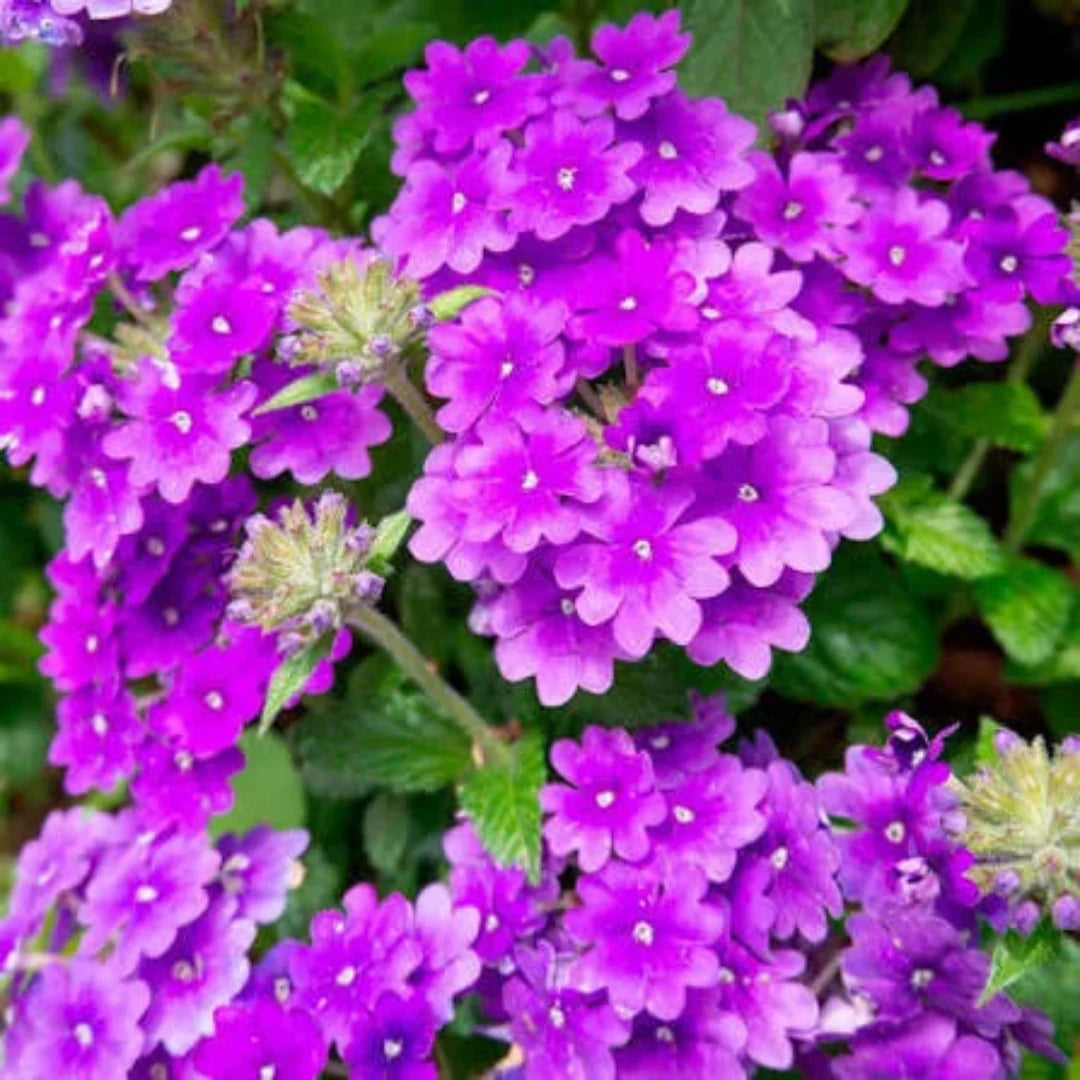 Homestead Purple Verbena hanging basket