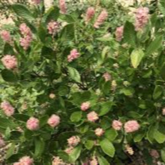 Clethra alnifolia Ruby Spice bottlebrush shrub ideal for borders and pollinator gardens