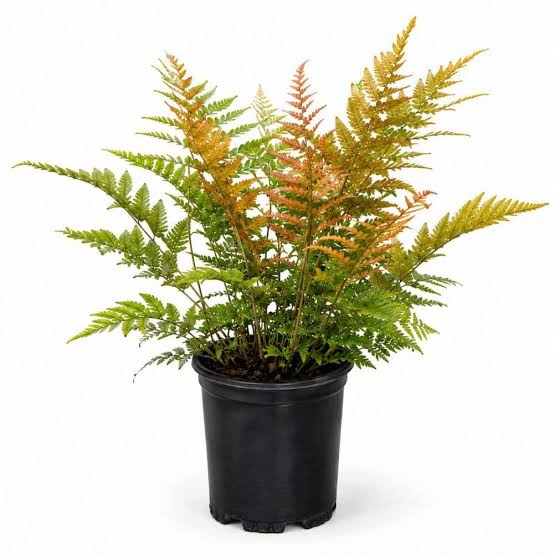 Autumn Fern – Coppery New Fronds, Glossy Green Shade Fern (Dryopteris erythrosora)