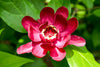 Calycanthus