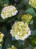 Sun Hydrangea