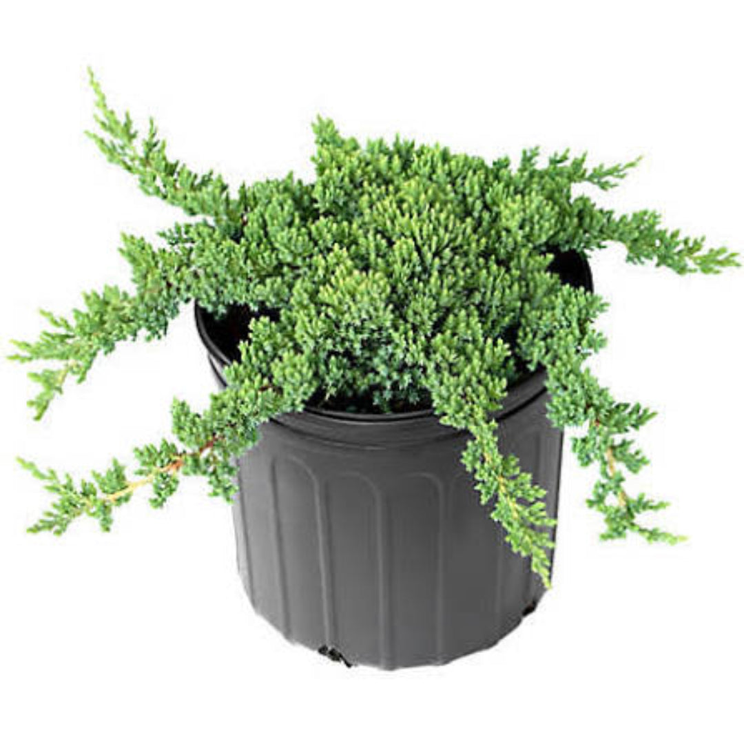 Procumbens Nana Juniper Plant