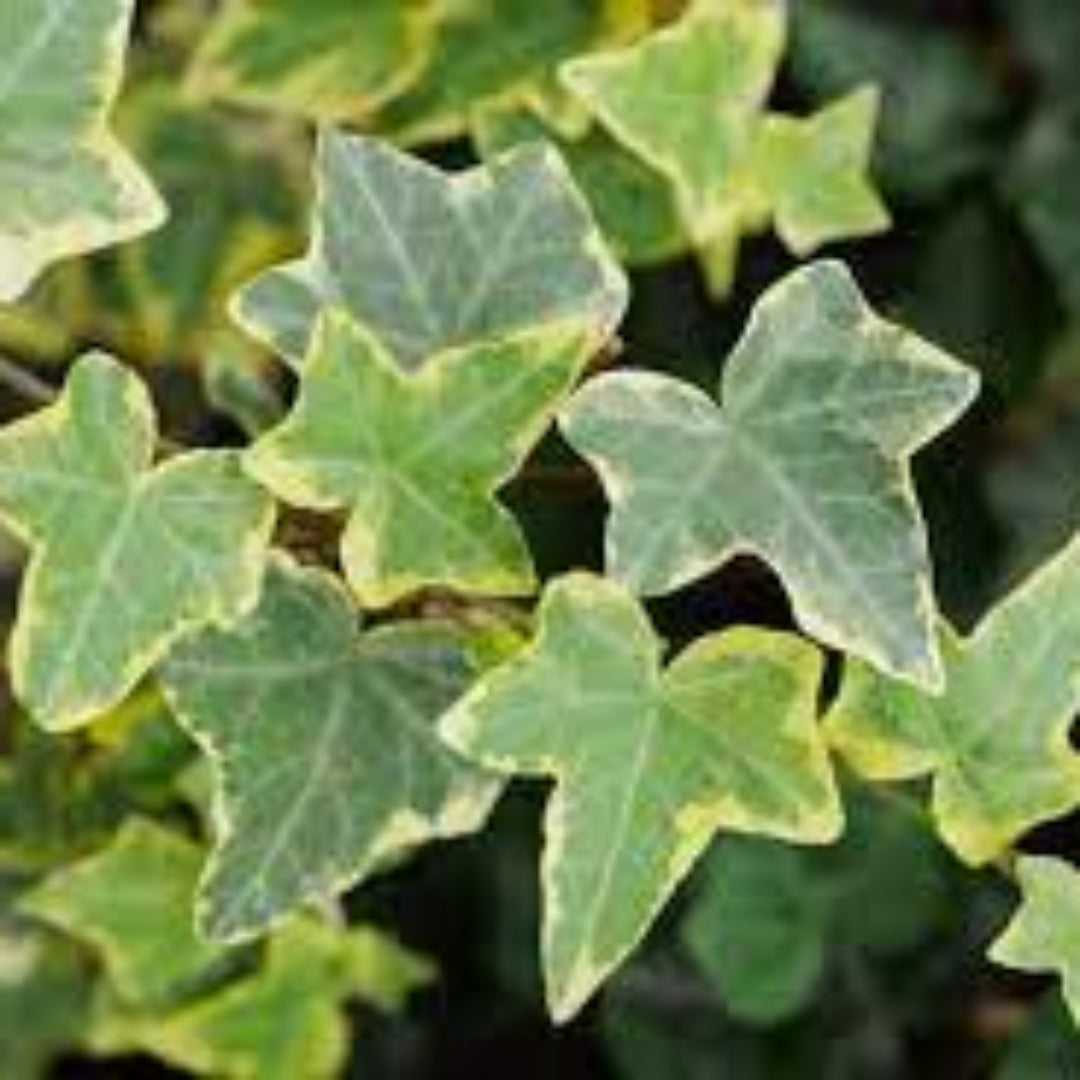 homeandgardensforless.com