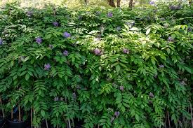 Wisteria Amethyst Falls vine growing on arbor with heavy spring flowering display