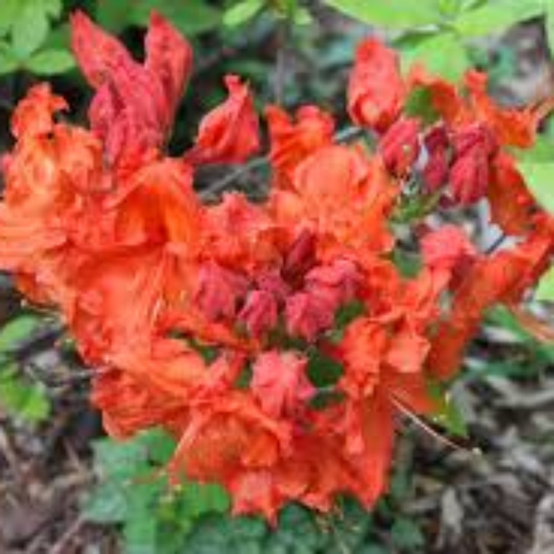 homeandgardensforless.com