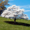 Dogwood Trees