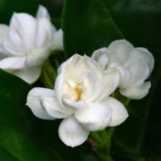Arabian jasmine plant close up white blooms