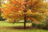 Oak Trees