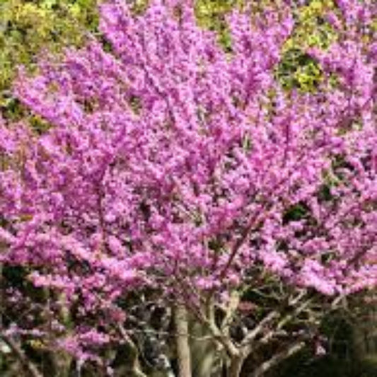 Close-up view of Eastern Redbud blossoms with rich pink flowers