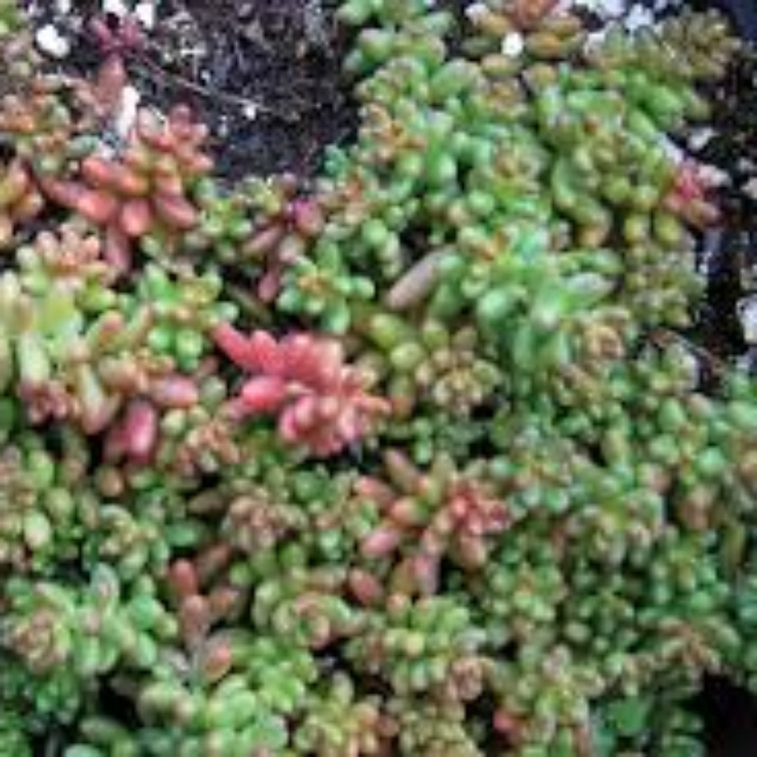 homeandgardensforless.com