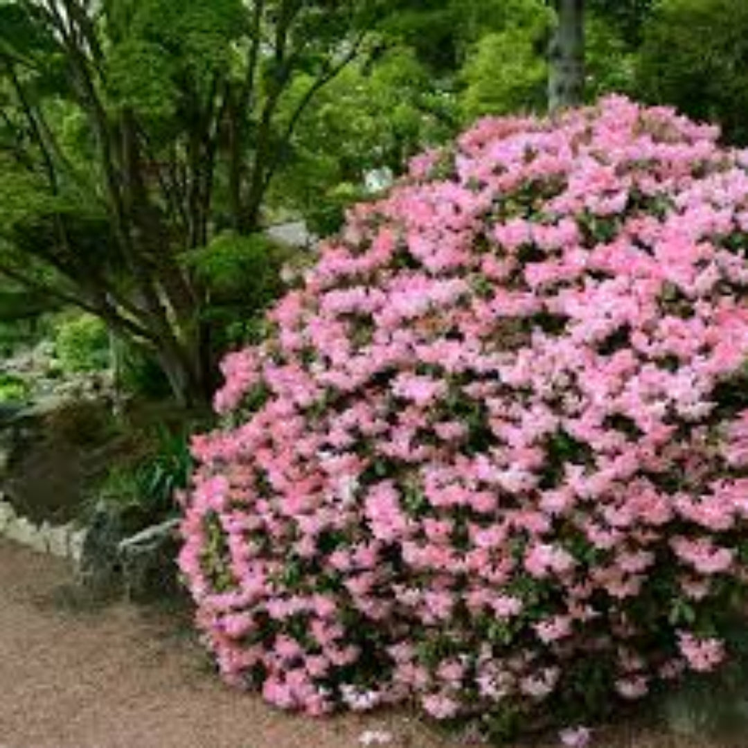 Hilda Niblett azalea used as flowering landscape shrub in garden bed