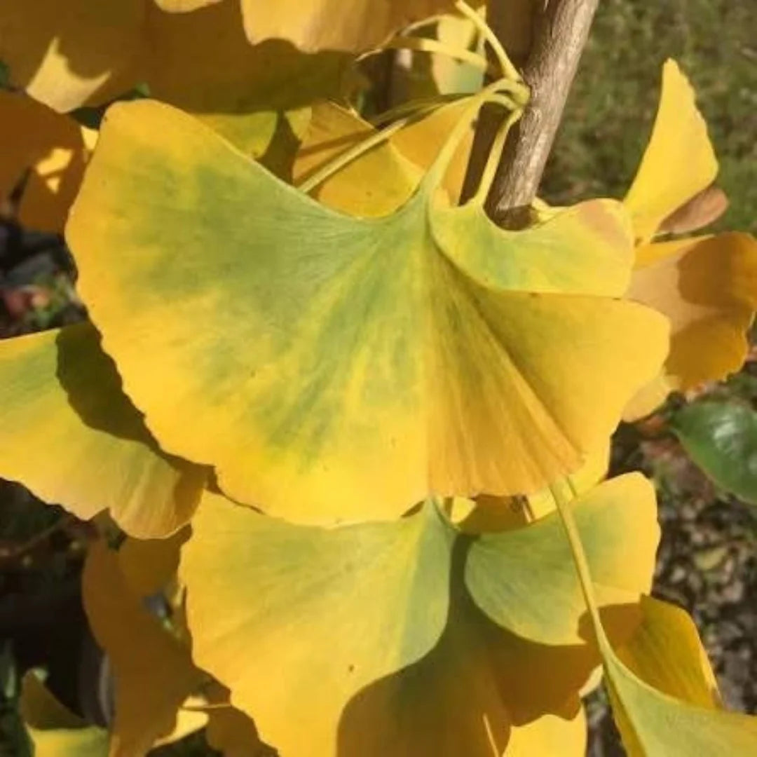Princeton Sentry Male Ginkgo – Tall Columnar Non-Fruiting Living Fossil (Ginkgo biloba 'Princeton Sentry')