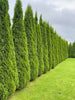 Privacy Fence / Conifers