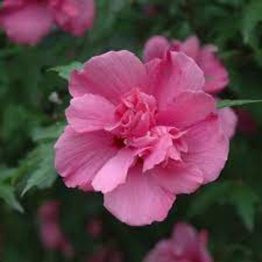 Rose of Sharon Althea red flowering tree